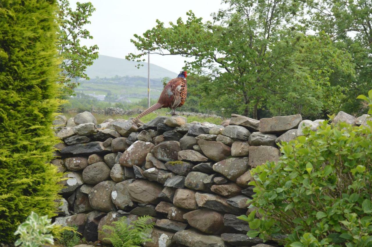 Beudy Bach And Beudy Mawr Mountainstudios Bangor (Gwynedd) Exterior foto